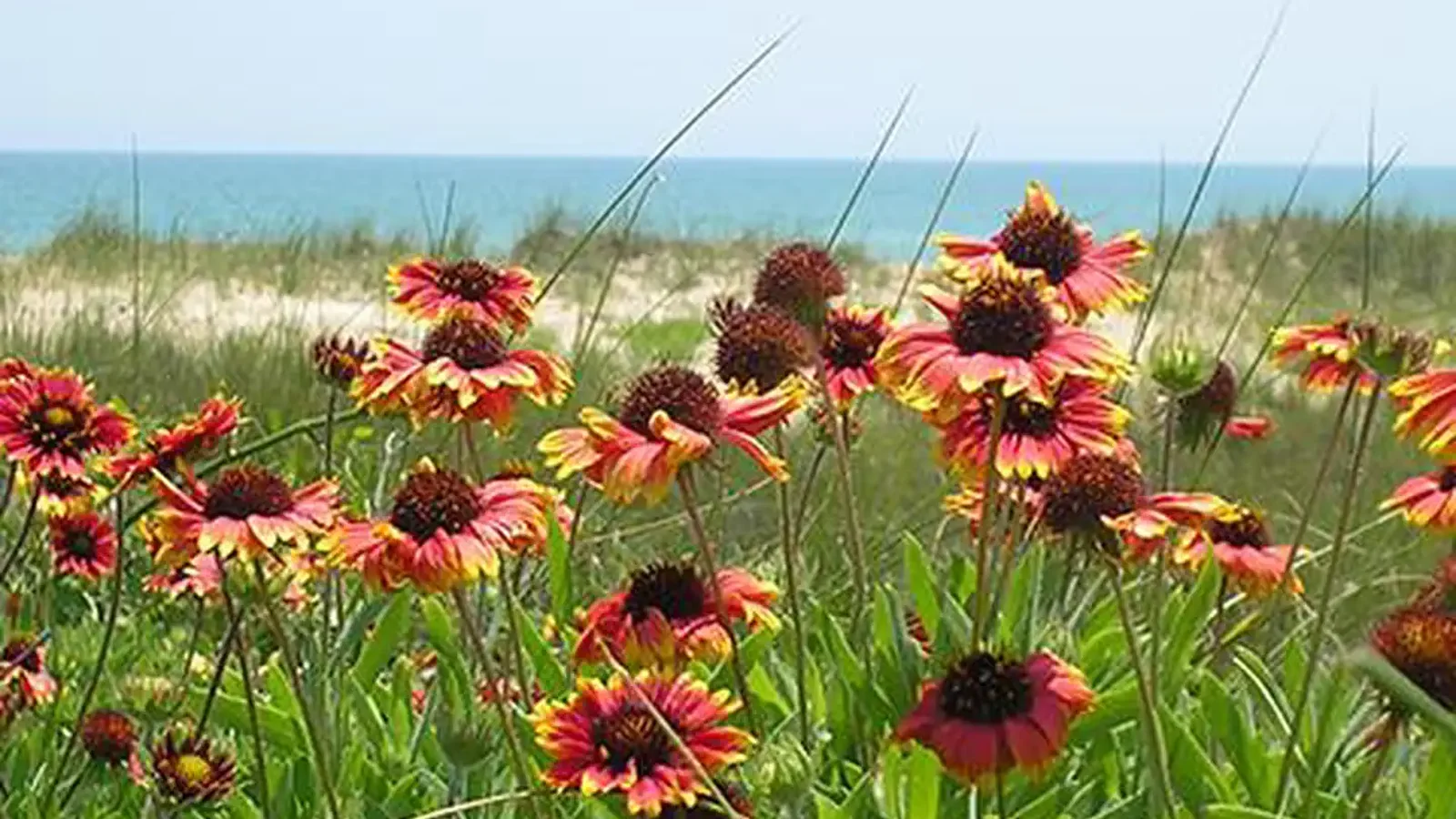 Sand dunes and flowers at Guana Tolomato Matanzas National Estuarine Research Reserve, Florida