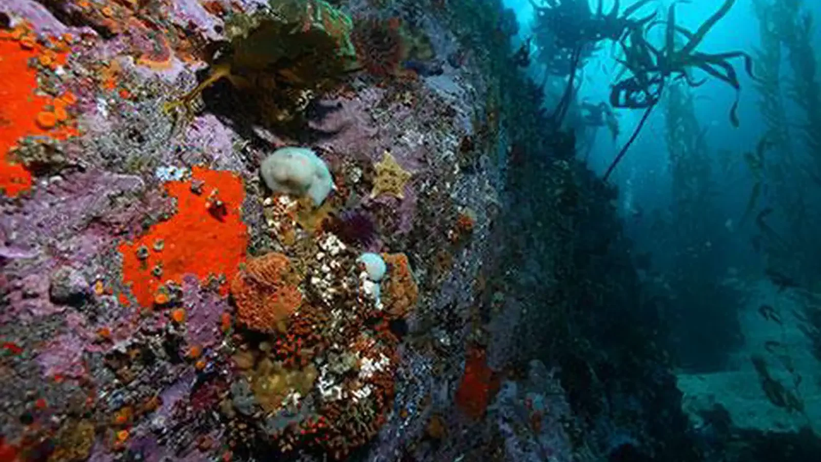 Diving