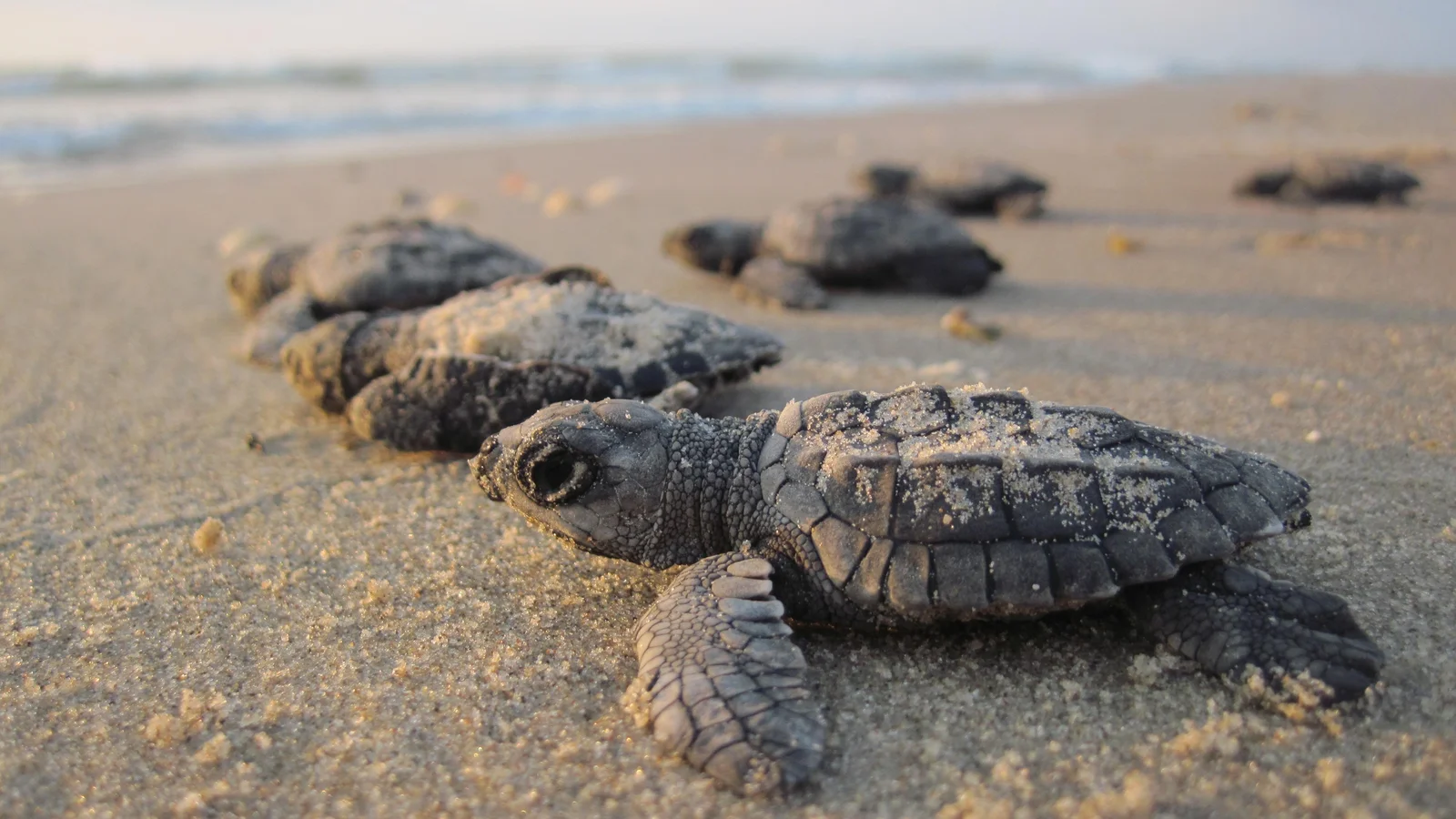 Kemps hatchlings