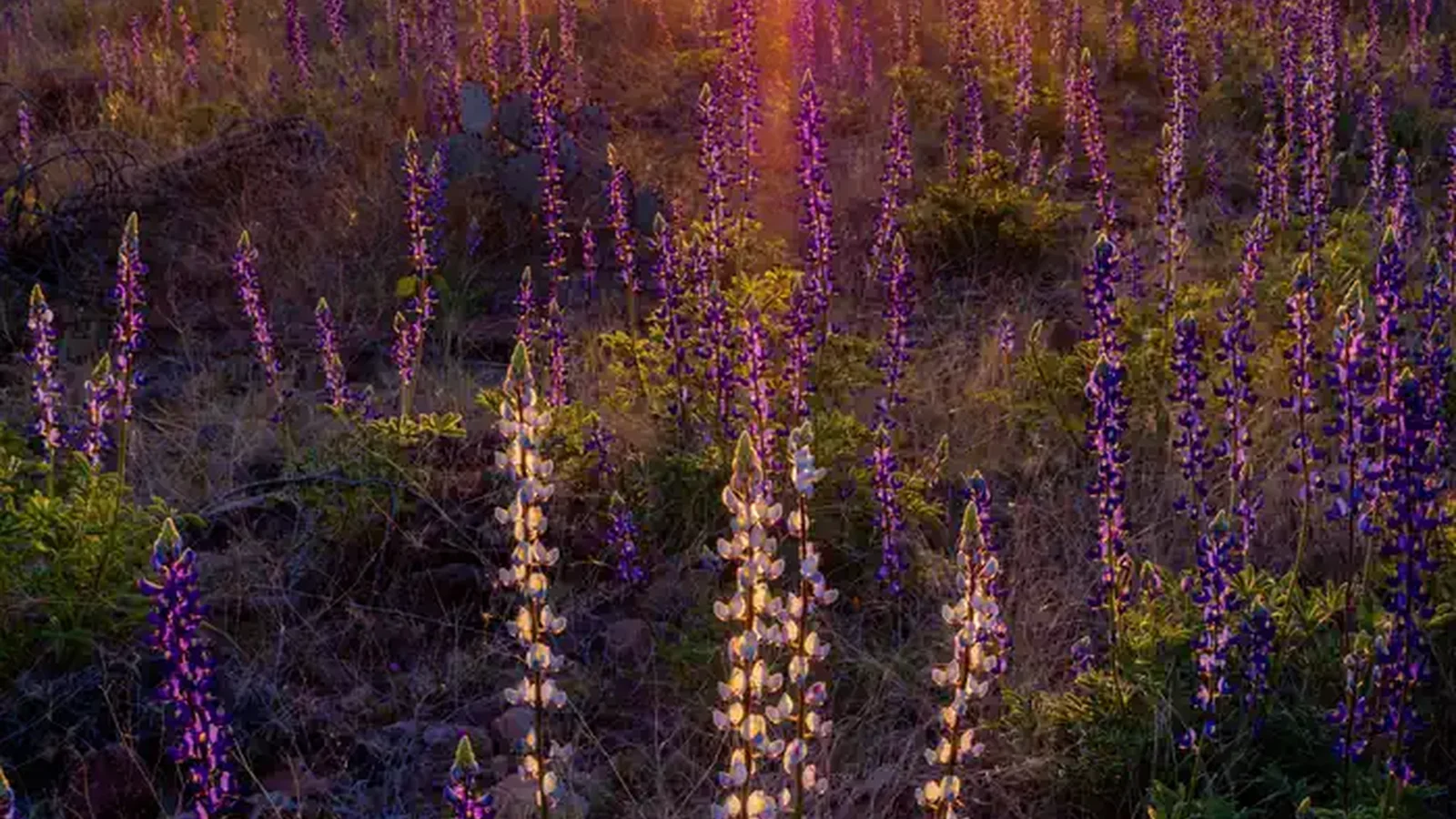 A Living Desert