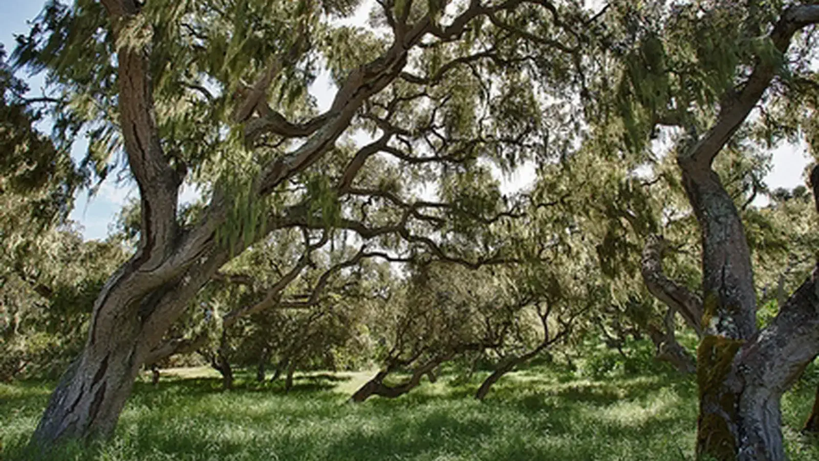 Fort Ord Trees
