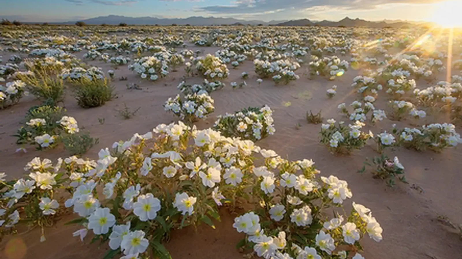 Cadiz Dunes Wilderness in the Mojave Trails National Monument