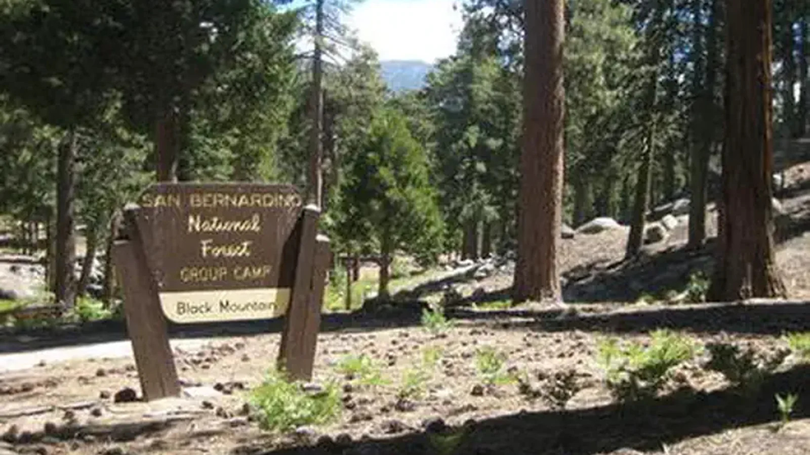 Black Mountain Campground sign with trees in the background.