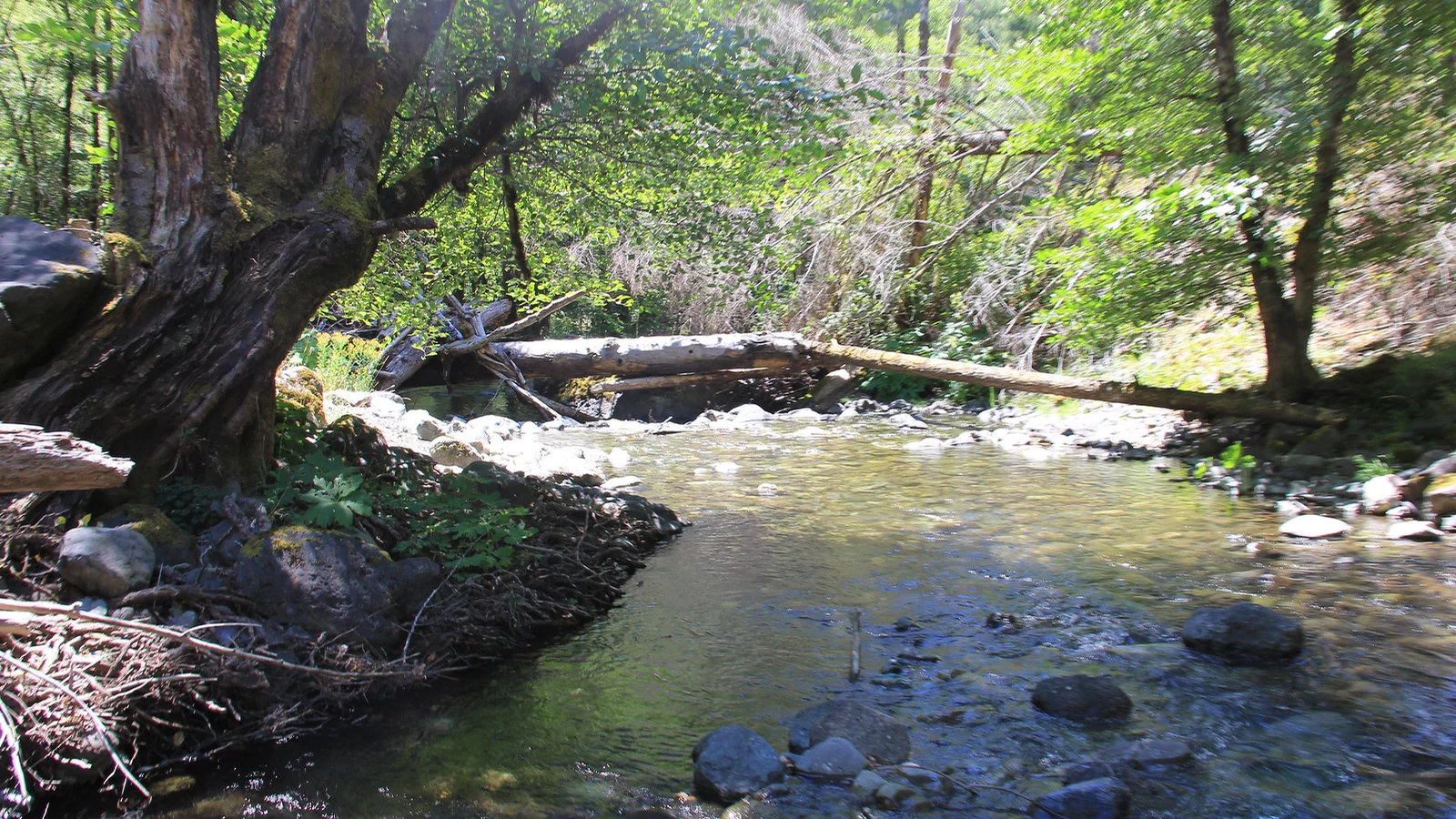 Mule Creek in July 2013
