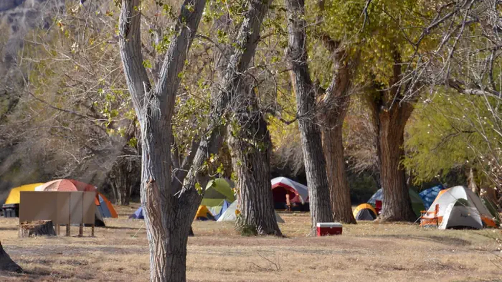 Tents scattered on the flat, grassy area amidst large trees