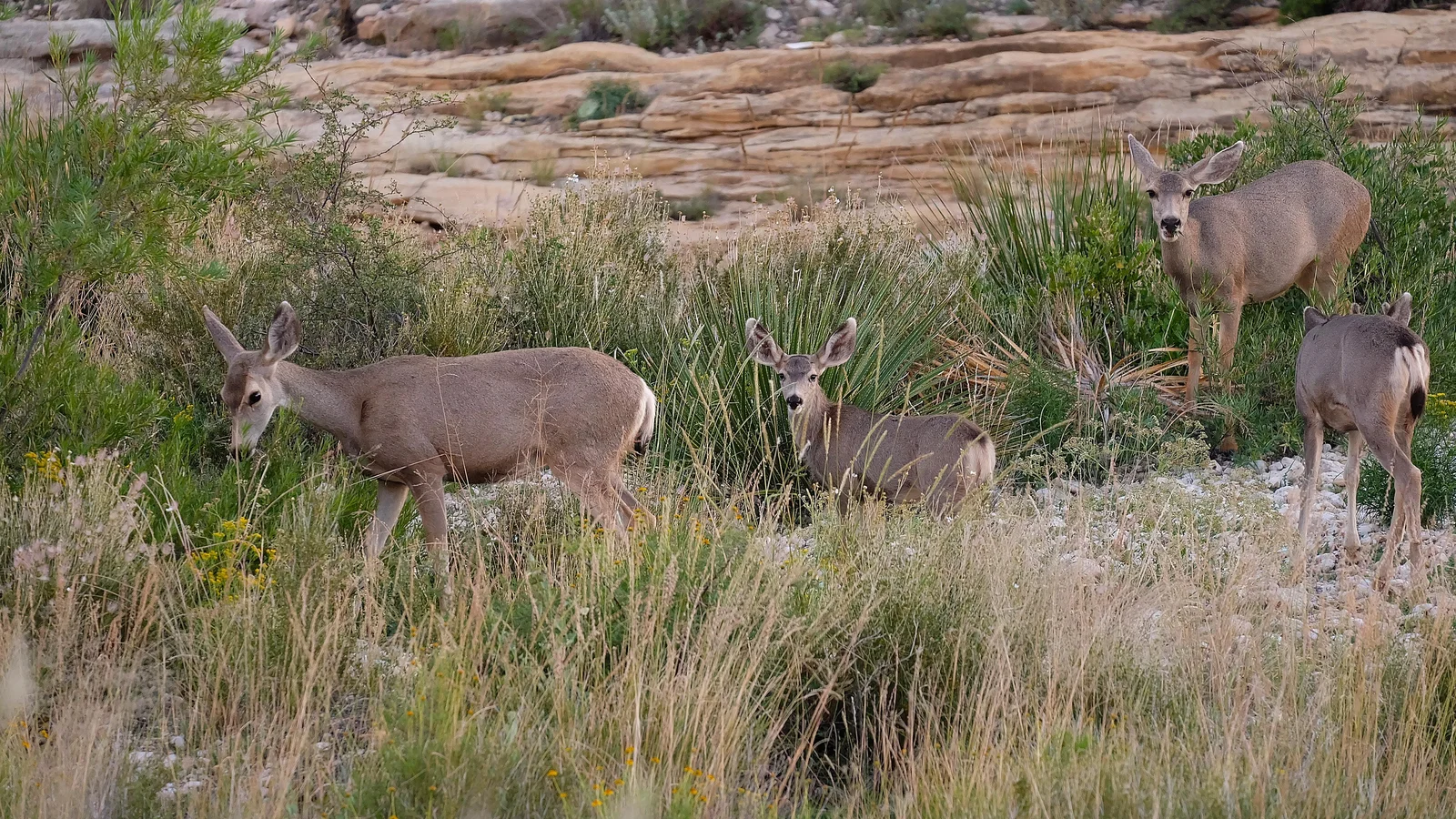 Mule Deer