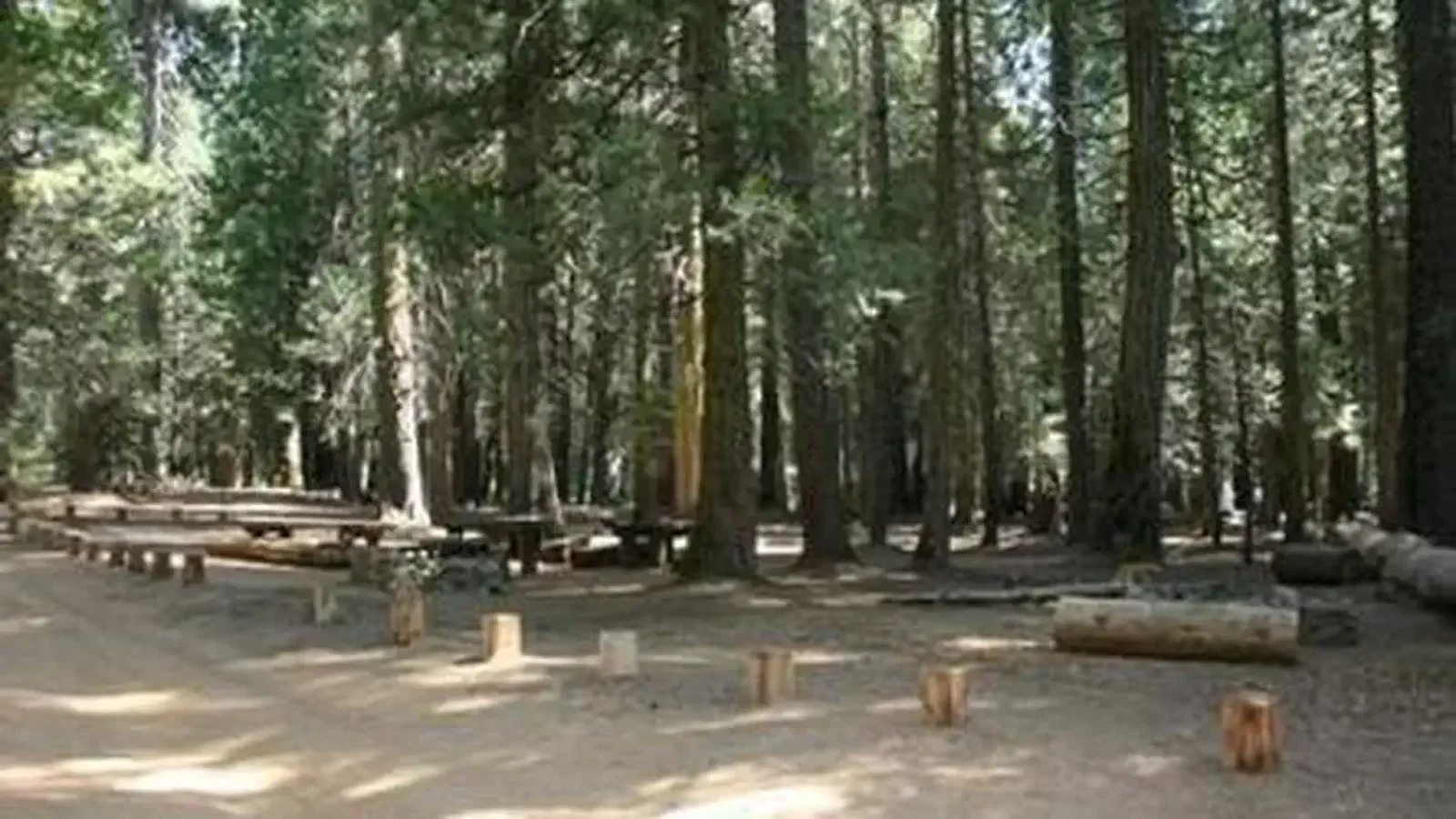 Picnic tables and logs under a grove of trees