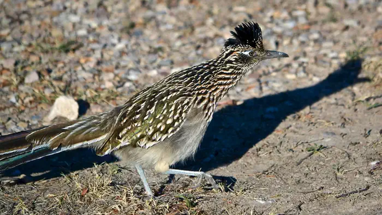 A Roadrunner (Geococcyx variegata)