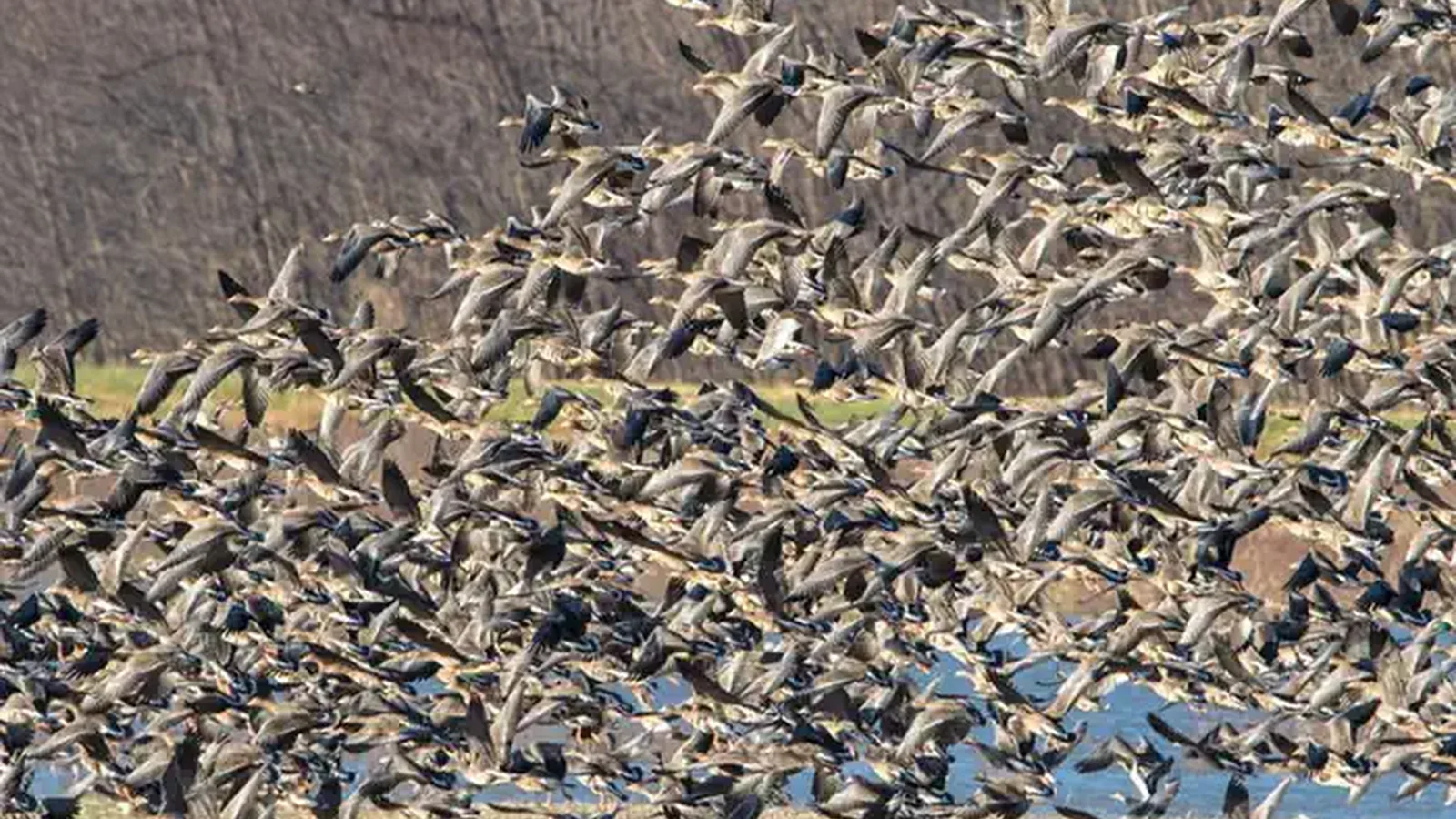 Waterfowl lifting off at Crab Orchard