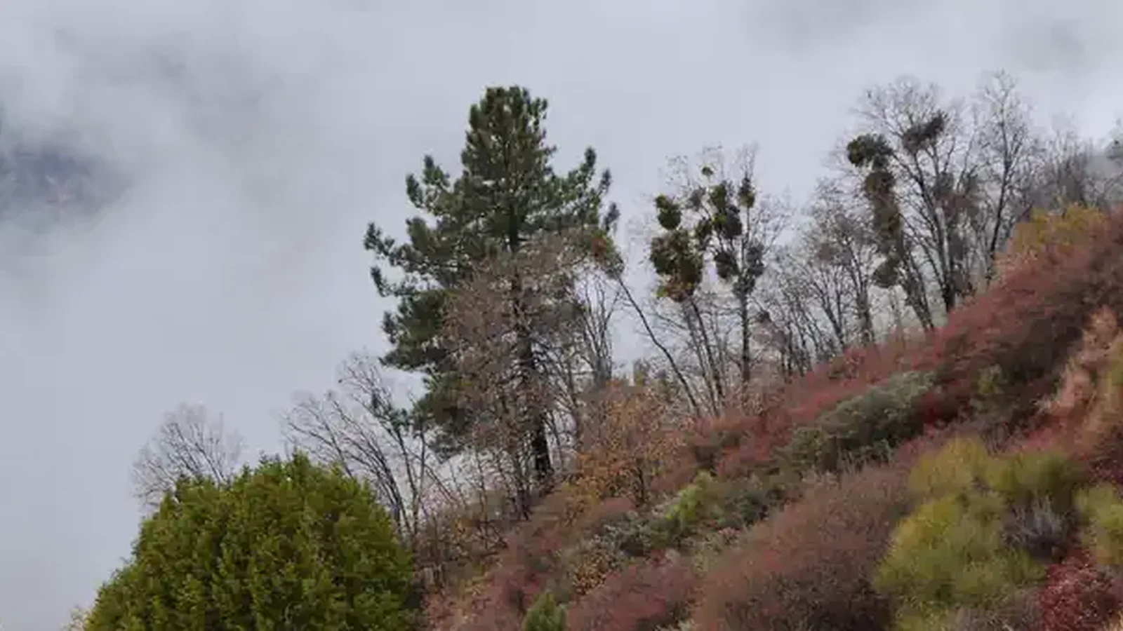 San Bernadino National Forest