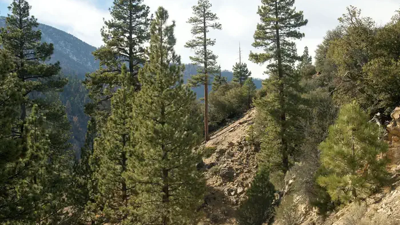 View from Coon Creek Cabin Recreational Area