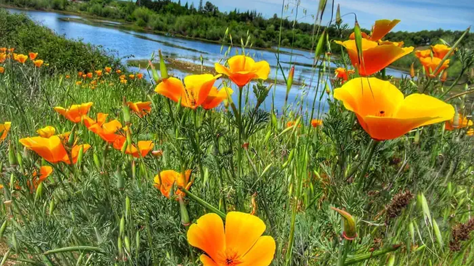 Wildflower views from Horseshoe pond