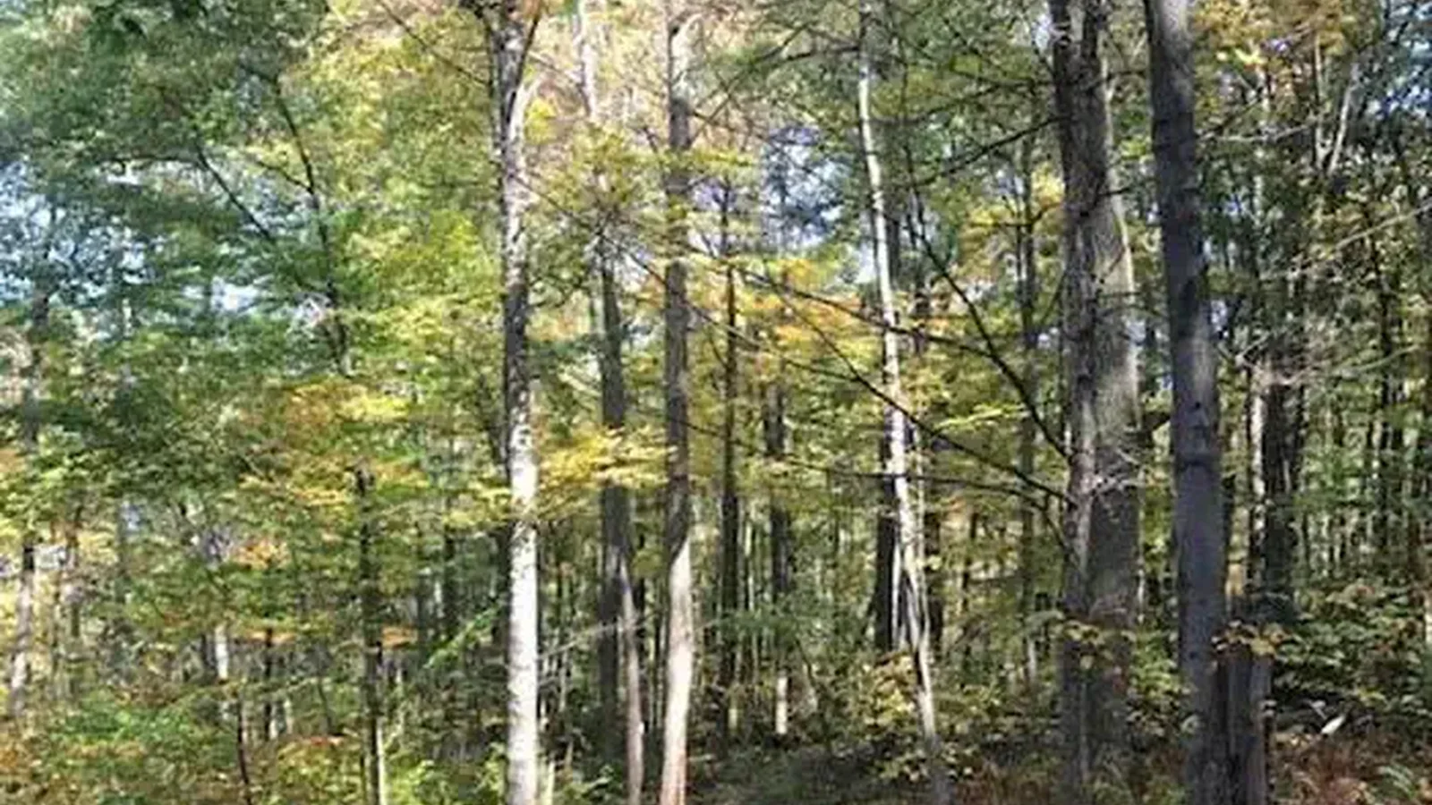 Forest Pathway
