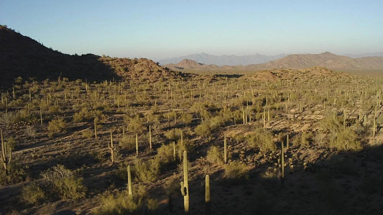 Saguaro Forest on the Butterfield Overland NHT